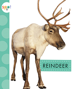 Cover Art for Reindeer