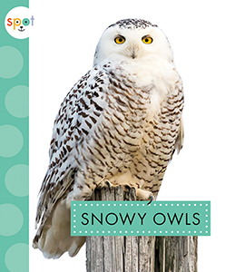 Cover Art for Snowy Owls