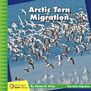Cover Art for Arctic Tern Migration