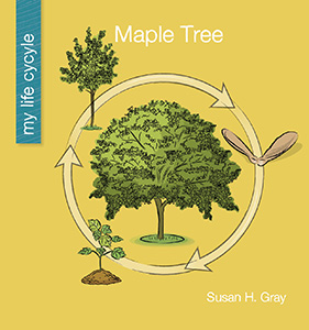 Cover Art for Maple Tree