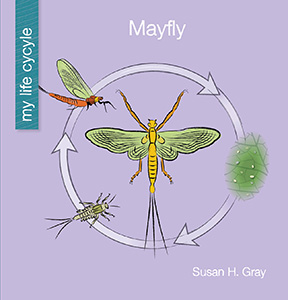 Cover Art for Mayfly