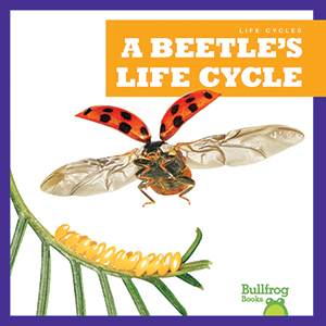 Cover Art for A Beetle's Life Cycle