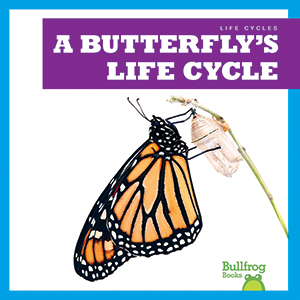 Cover Art for A Butterfly's Life Cycle