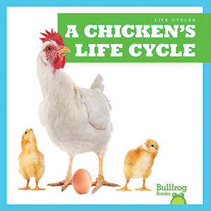 Cover Art for A Chicken's Life Cycle