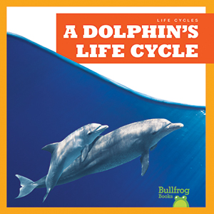 Cover Art for A Dolphin's Life Cycle