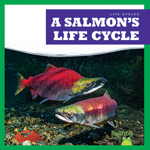 Cover Art for A Salmon's Life Cycle