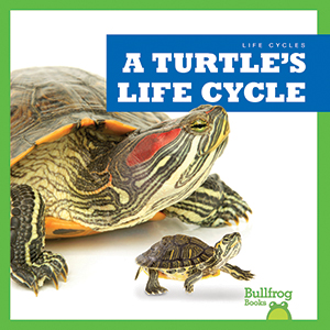 Cover Art for A Turtle's Life Cycle