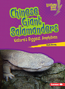 Cover Art for Chinese Giant Salamanders: Nature's Biggest Amphibian